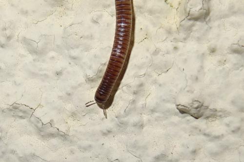 Cylindroiulus punctatus